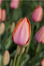  - Tulipa 'Apricot Impression'