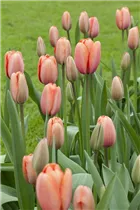  - Tulipa 'Apricot Impression'