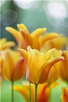  - Tulipa 'Ballerina'