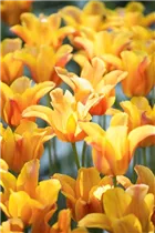  - Tulipa 'Ballerina'