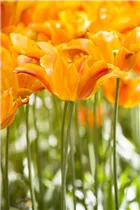  - Tulipa 'Ballerina'