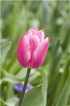  - Tulipa 'Barcelona'