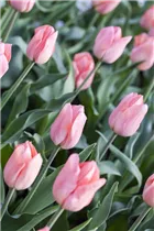  - Tulipa 'Beauty Queen'