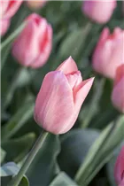  - Tulipa 'Beauty Queen'