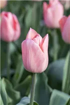  - Tulipa 'Beauty Queen'