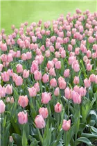  - Tulipa 'Beauty Queen'