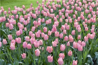  - Tulipa 'Beauty Queen'