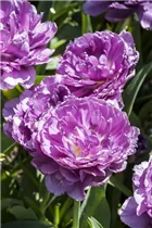  - Tulipa 'Blue Wow'
