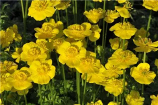  - Trollius pumilus