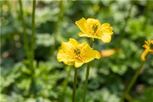  - Trollius pumilus
