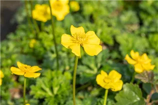  - Trollius pumilus