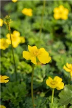  - Trollius pumilus