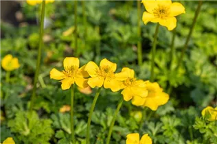  - Trollius pumilus