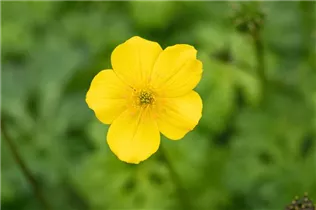  - Trollius pumilus