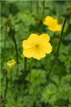  - Trollius pumilus