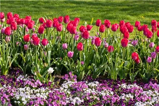  - Tulipa 'Braveheart'