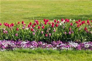  - Tulipa 'Braveheart'