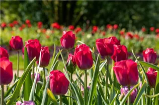  - Tulipa 'Braveheart'