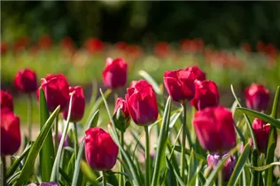  - Tulipa 'Braveheart'