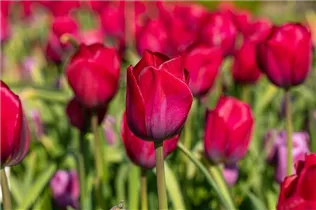  - Tulipa 'Braveheart'