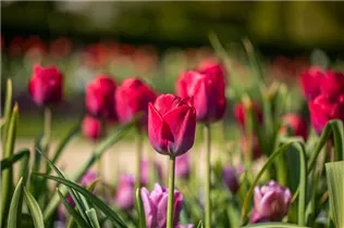  - Tulipa 'Braveheart'