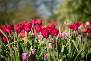  - Tulipa 'Braveheart'