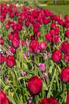  - Tulipa 'Braveheart'