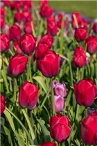  - Tulipa 'Braveheart'