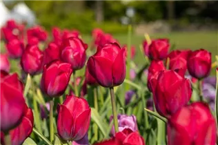  - Tulipa 'Braveheart'