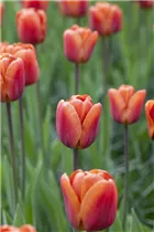  - Tulipa 'Brown Sugar'