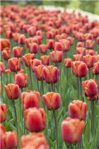  - Tulipa 'Brown Sugar'