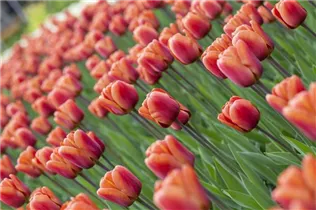  - Tulipa 'Brown Sugar'