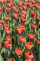  - Tulipa 'Brown Sugar'