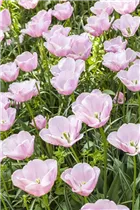  - Tulipa 'Candy Prince'