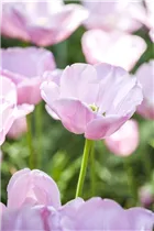  - Tulipa 'Candy Prince'