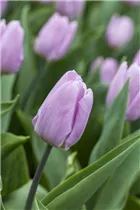  - Tulipa 'Candy Prince'