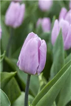  - Tulipa 'Candy Prince'