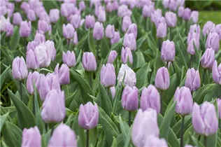  - Tulipa 'Candy Prince'