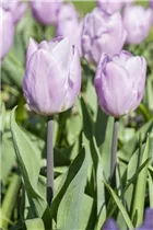  - Tulipa 'Candy Prince'