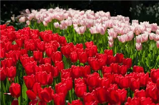  - Tulipa 'Cherry Delight'