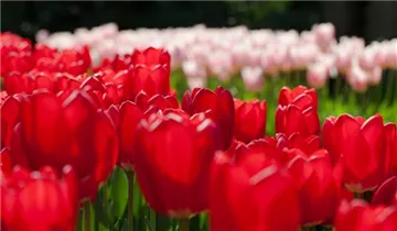  - Tulipa 'Cherry Delight'