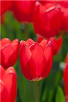  - Tulipa 'Cherry Delight'