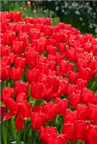  - Tulipa 'Cherry Delight'