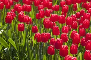  - Tulipa 'Cherry Delight'