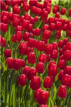  - Tulipa 'Cherry Delight'