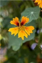  - Tropaeolum majus 'Flamer Thrower Yellow'