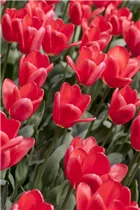  - Tulipa 'Cosmopolitan'