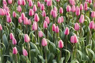  - Tulipa 'Cosmopolitan'