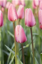 - Tulipa 'Cosmopolitan'