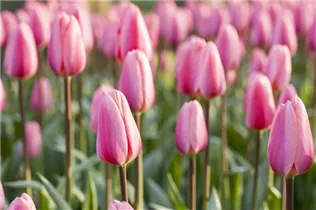  - Tulipa 'Cosmopolitan'